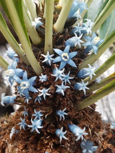 Myrmephytum Arfakianum 6 Pieces Seeds