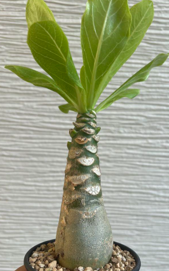 Brighamia insignis 6 Pieces Seeds