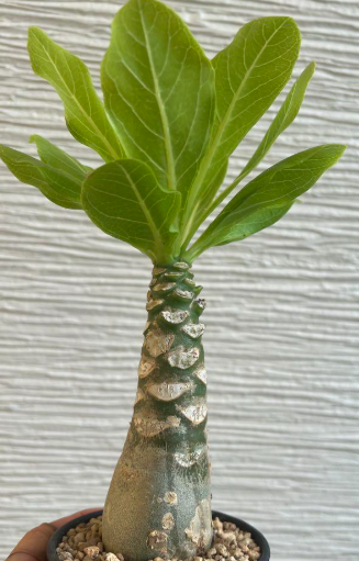 Brighamia insignis 6 Pieces Seeds