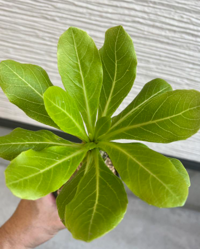 Brighamia insignis 6 Pieces Seeds