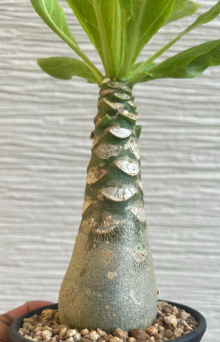 Brighamia insignis 6 Pieces Seeds