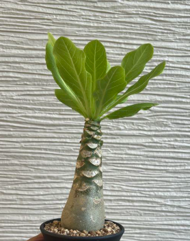 Brighamia insignis 6 Pieces Seeds