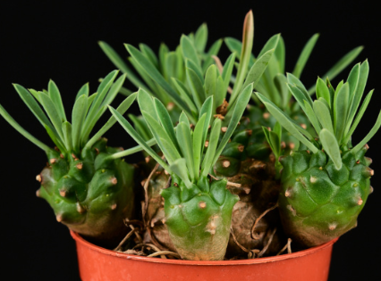 Euphorbia bupleurifolia x susannae 5 Pieces Seeds