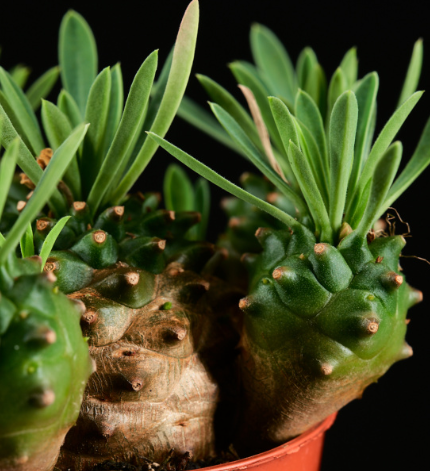 Euphorbia bupleurifolia x susannae 5 Pieces Seeds