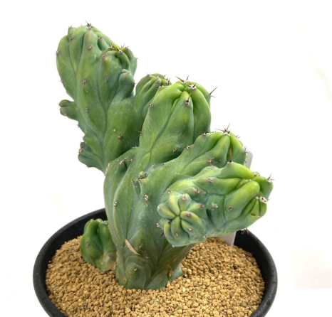 Myrtillocactus geometrizans f. cristata 12 Pieces Seeds