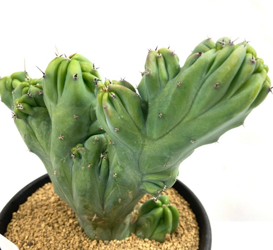Myrtillocactus geometrizans f. cristata 12 Pieces Seeds