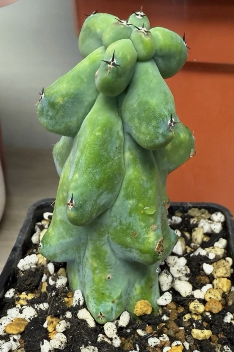 Myrtillocactus geometrizans cv. 'Fukurokuryuzinboku'  12 Pieces Seeds