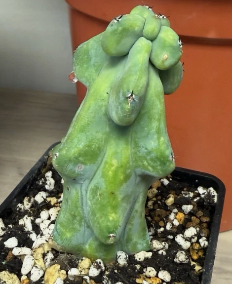 Myrtillocactus geometrizans cv. 'Fukurokuryuzinboku'  12 Pieces Seeds