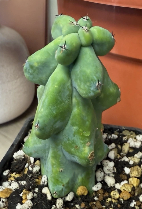 Myrtillocactus geometrizans cv. 'Fukurokuryuzinboku'  12 Pieces Seeds