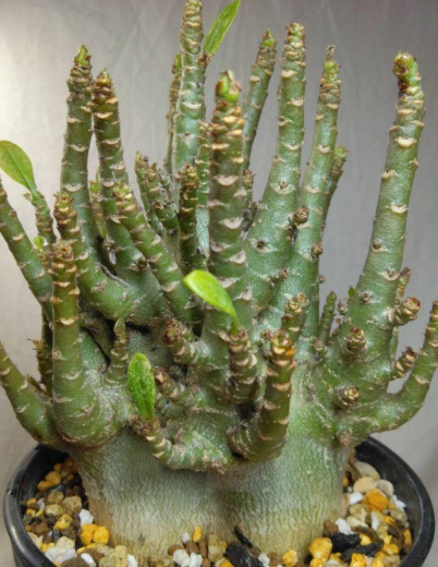 Adenium arabicum 6 Pieces Seeds