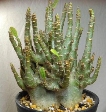 Adenium arabicum 6 Pieces Seeds