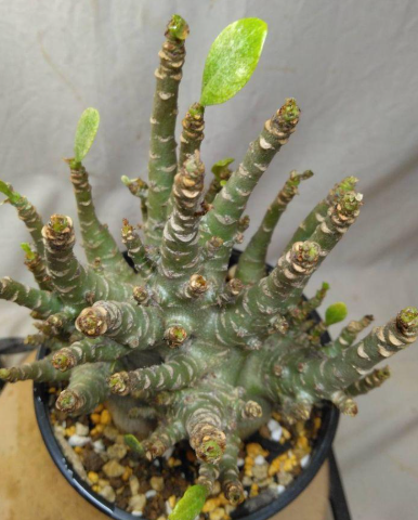 Adenium arabicum 6 Pieces Seeds