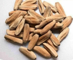 Adenium Petch Seema 6 Pieces Seeds