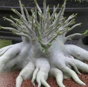 Adenium Petch Seema 6 Pieces Seeds