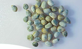 Euphorbia ambovombensis 10 Pieces Seeds