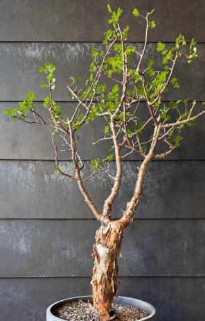 Bursera fagaroides 5 Pieces Seeds