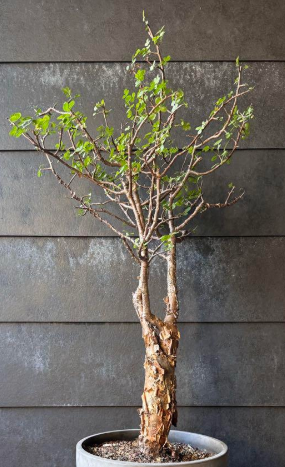 Bursera fagaroides 5 Pieces Seeds