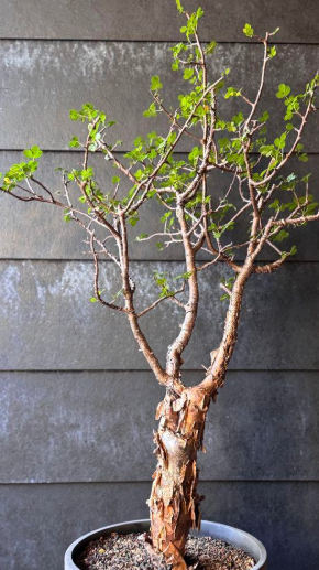 Bursera fagaroides 5 Pieces Seeds