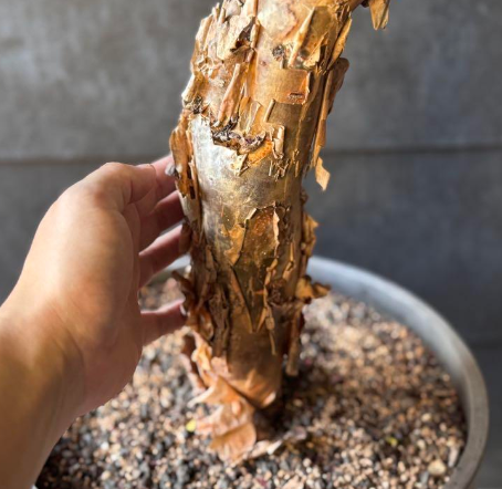 Bursera fagaroides 5 Pieces Seeds