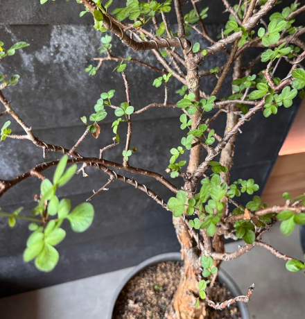 Bursera fagaroides 5 Pieces Seeds