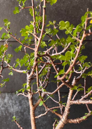 Bursera fagaroides 5 Pieces Seeds