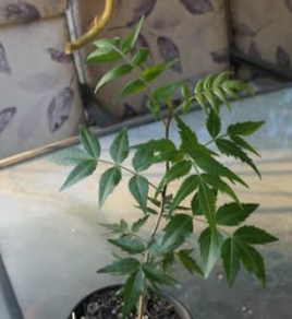 Bursera fagaroides var. elongata 5 Pieces Seeds