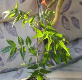 Bursera fagaroides var. elongata 5 Pieces Seeds