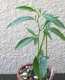 Adansonia Fony 10 Pieces Seeds