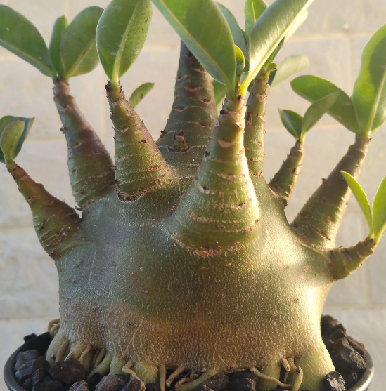 Adenium Omega 6 Pieces Seeds