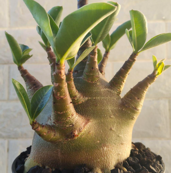 Adenium Omega 6 Pieces Seeds