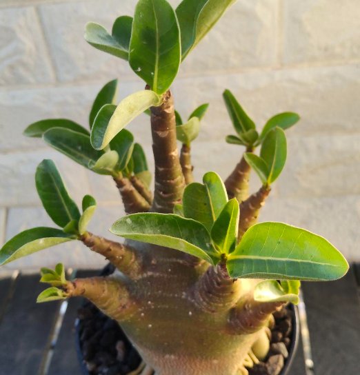Adenium Omega 6 Pieces Seeds