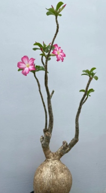 Adenium Obesum Kenya 6 Pieces Seeds