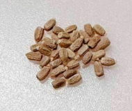 Monadenium magnificum 6 Pieces Seeds