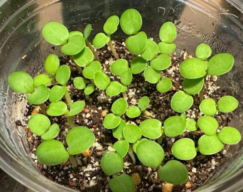 Monadenium magnificum 6 Pieces Seeds