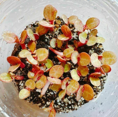 Monadenium magnificum 6 Pieces Seeds