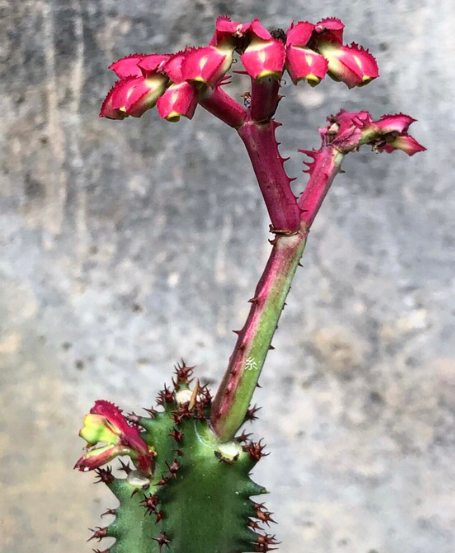 Monadenium magnificum 6 Pieces Seeds