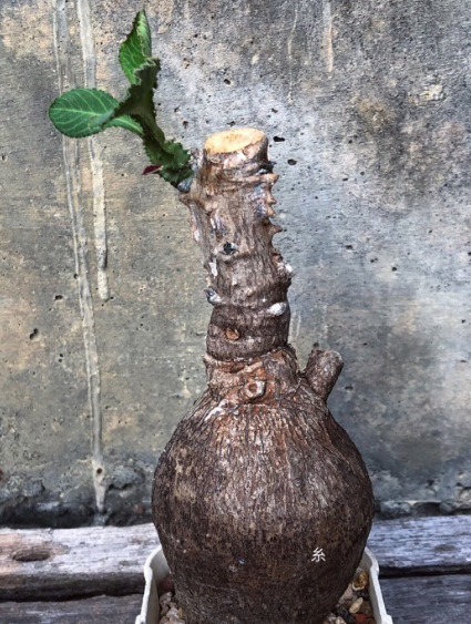 Monadenium magnificum 6 Pieces Seeds