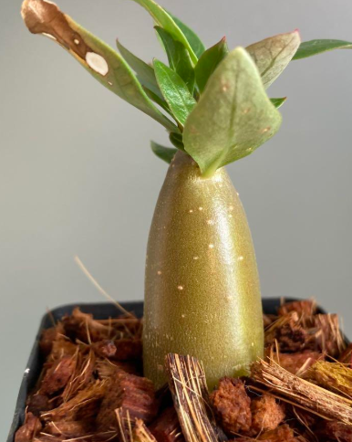 Adenium Red Bangle 6 Pieces Seeds