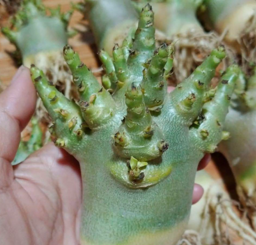 Adenium Red Bangle 6 Pieces Seeds