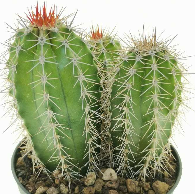 Pachycereus pecten-aboriginum 10 Pieces Seeds
