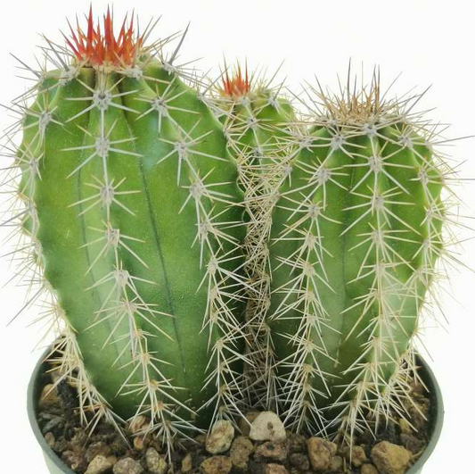 Pachycereus pecten-aboriginum 10 Pieces Seeds