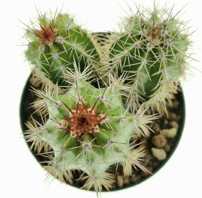 Pachycereus pecten-aboriginum 10 Pieces Seeds