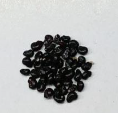 Pachycereus pecten-aboriginum 10 Pieces Seeds