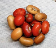 Erythrina flabelliformis 6 Pieces Seeds