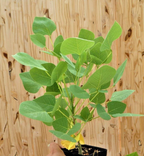 Erythrina flabelliformis 6 Pieces Seeds