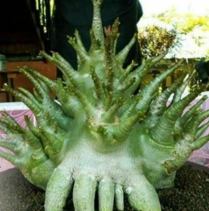 Adenium Big Foot 6 Pieces Seeds