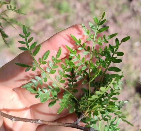 Bursera stenophylla 6 Pieces Seeds