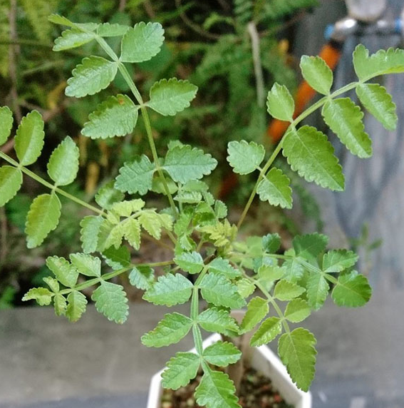 Bursera stenophylla 6 Pieces Seeds