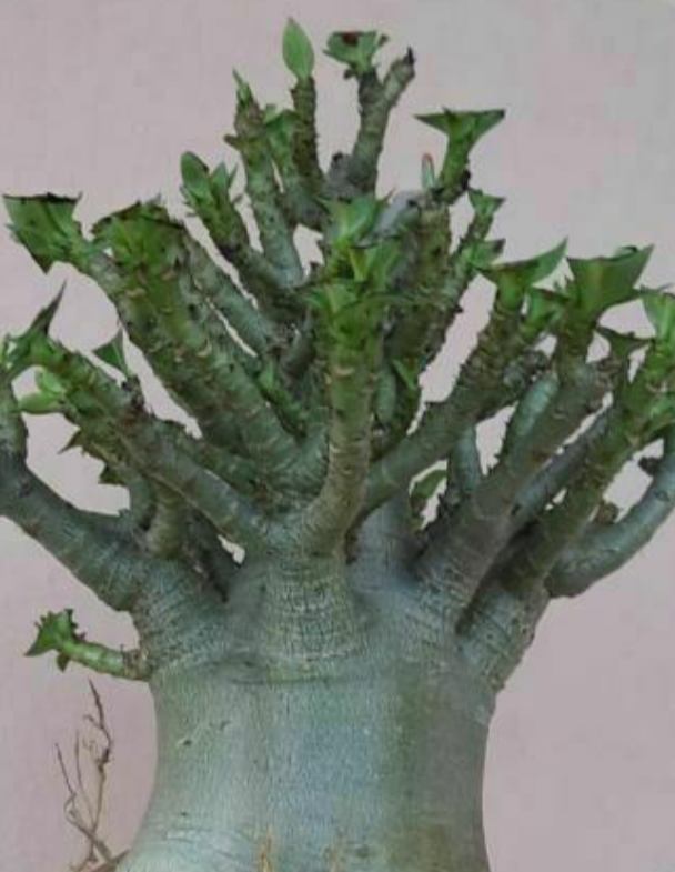 Adenium nang paya 6 Pieces Seeds