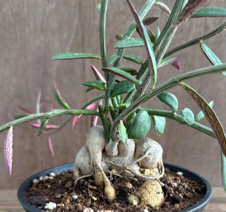 Monadenium rubellum 5 Pieces Seeds